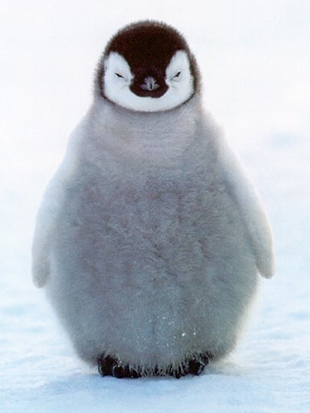 cute-baby-penguins